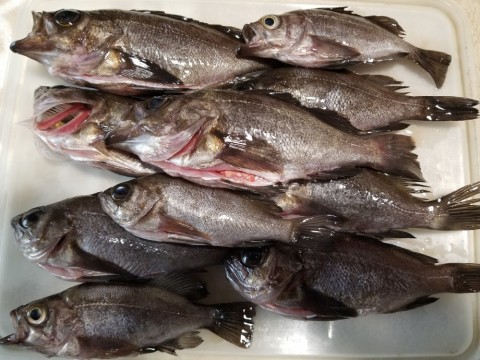 z65eatpwvurg4xxshj7o_480_480-1e7d8259.jpg