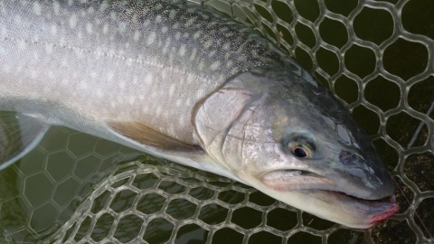 z6etsgwvpdhzjyho5mfs_480_480-2fef1820.jpg