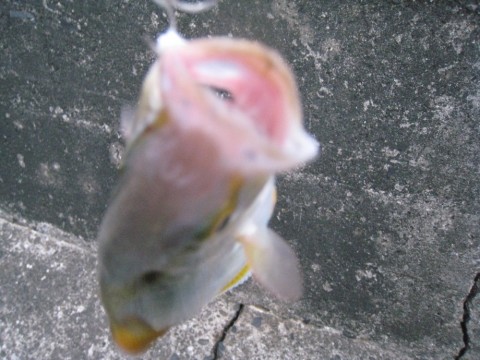 z6jtzvpnz663z6rpuh86_480_480-0412658f.jpg