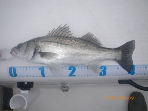 z6xv6afdvsa23shj999i_480_480-e608427a.jpg