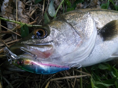 z6zyp4e646jp92e72hx9_920_690-e7b1c46e.jpg