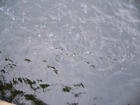 z7btjr44dni6v8afzhir_480_480-7c017e12.jpg