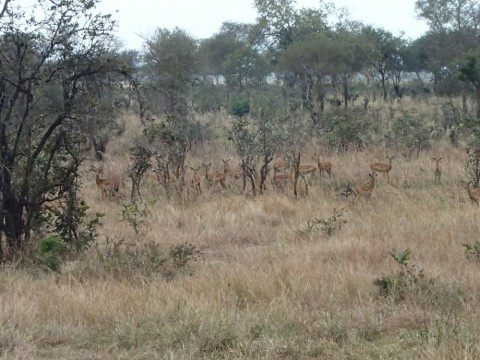 z7i9n2xxr9idae2pkrma_480_480-8c76995e.jpg