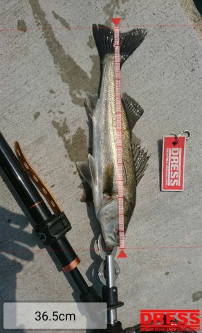 z83kt4uyp8grunjay76m_480_480-4779280f.jpg