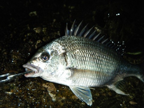 z9dsbhu5g8468u346pti_480_480-f37e9cfe.jpg