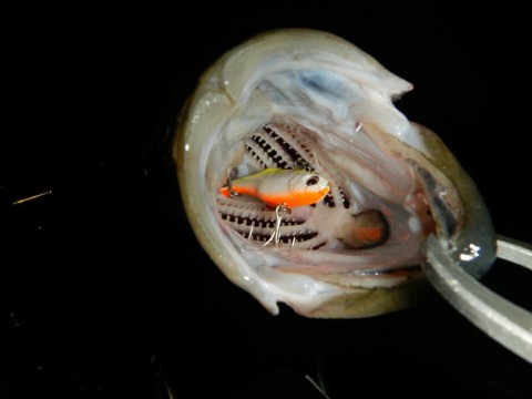 z9jvzoxb3tejiy8pp3js_920_690-f663717c.jpg