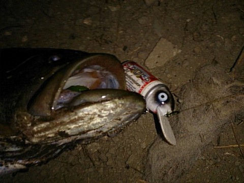 z9tasu3utmu8xe7sx4ii_480_480-76329242.jpg