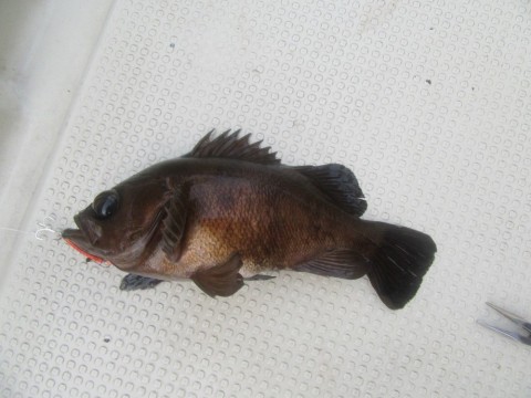 zabbafus8o9toh8nhaon_480_480-8f8af2b0.jpg
