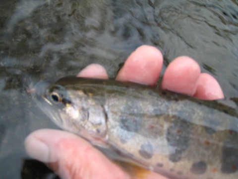 zaduvrcsmhtxkkrxpchc_480_480-280654a1.jpg