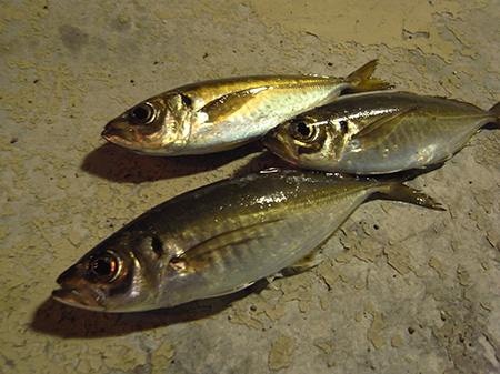 zapgauinomj7nuupifvh-7a385250.jpg