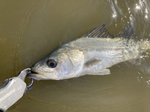 zavuna66p2mnpzgmsxaf_480_480-f72d5380.jpg