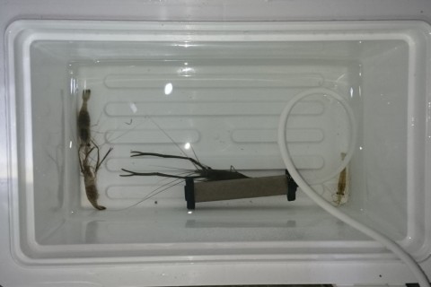 zb54oovsx9jy5k4d2uhk_480_480-ad3113d3.jpg