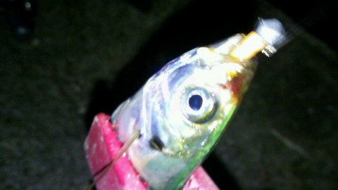 zb8m5vtwr7vckkr4otvt_920_518-4d9c4981.jpg