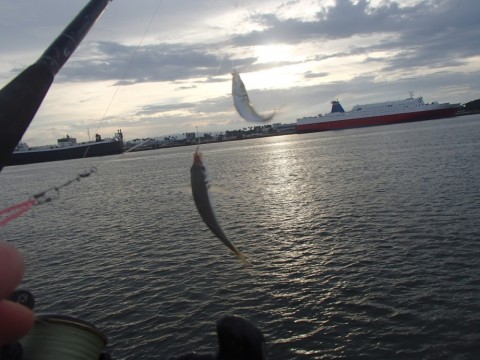 zbfz7ijic8s5yxcn7vrt_480_480-7211722e.jpg