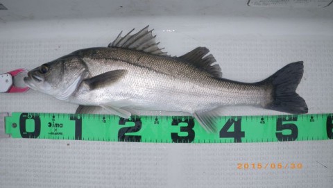 zbg74oz5vtn7xwui5h7c_480_480-a6961e37.jpg