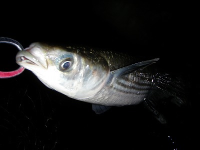 zbsd7xixcstt2hyxx2hm-e250b972.jpg
