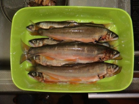 zcfhd9znj5d6sxwf9s3n_480_480-b223d394.jpg