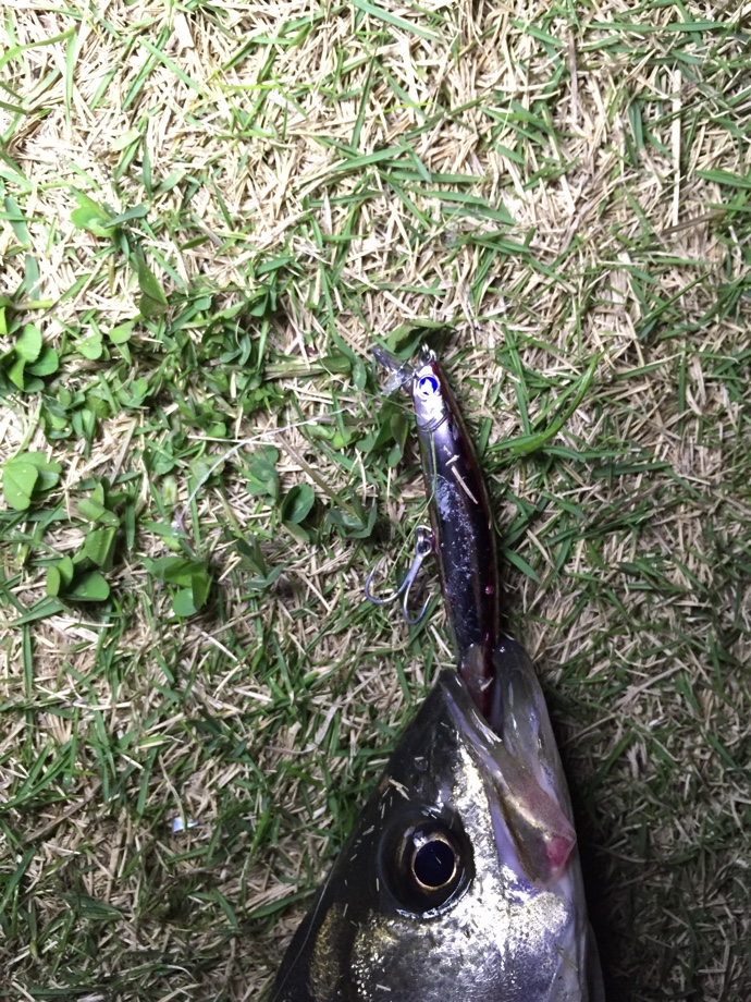 Tokyo Bay Seabass Life おいでやす新中川