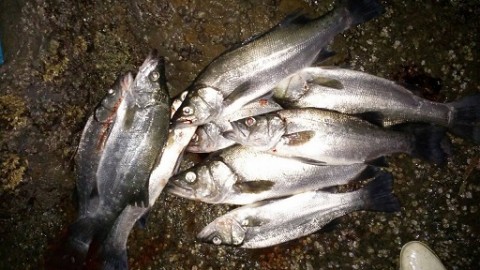 zdawuacaoonyu377x2i9_480_480-1b06130d.jpg