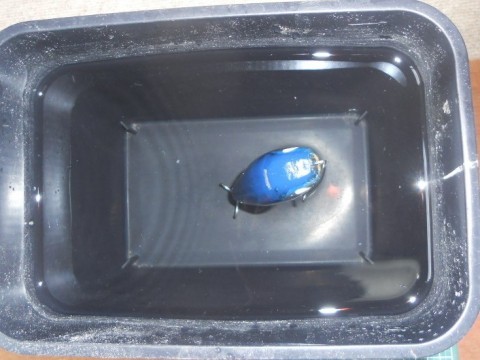 zdezn2w3h9eta97ks3ac_480_480-527e9372.jpg