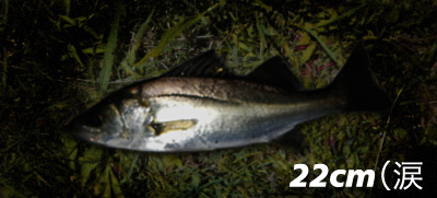 zdgnamvfa7pfm672na3r-2479e4a0.jpg