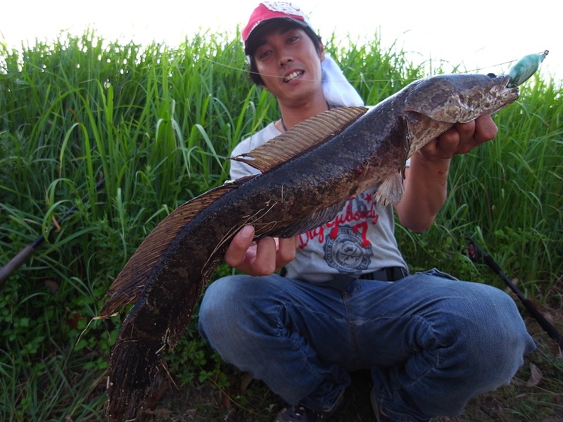 Crazy Cool Hunter In Hama 灼熱雷魚
