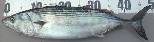 zehz9nchnny7u9ojbg5b-350b2064.jpg