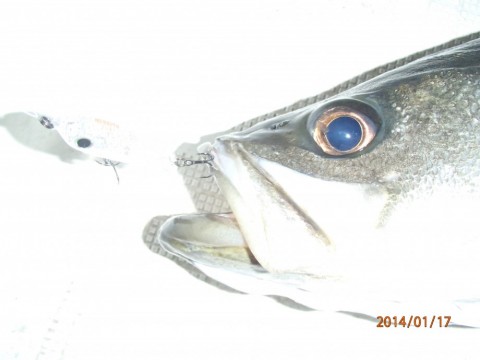 zet8ekt7th8pnmeuk54s_480_480-ce5508f7.jpg
