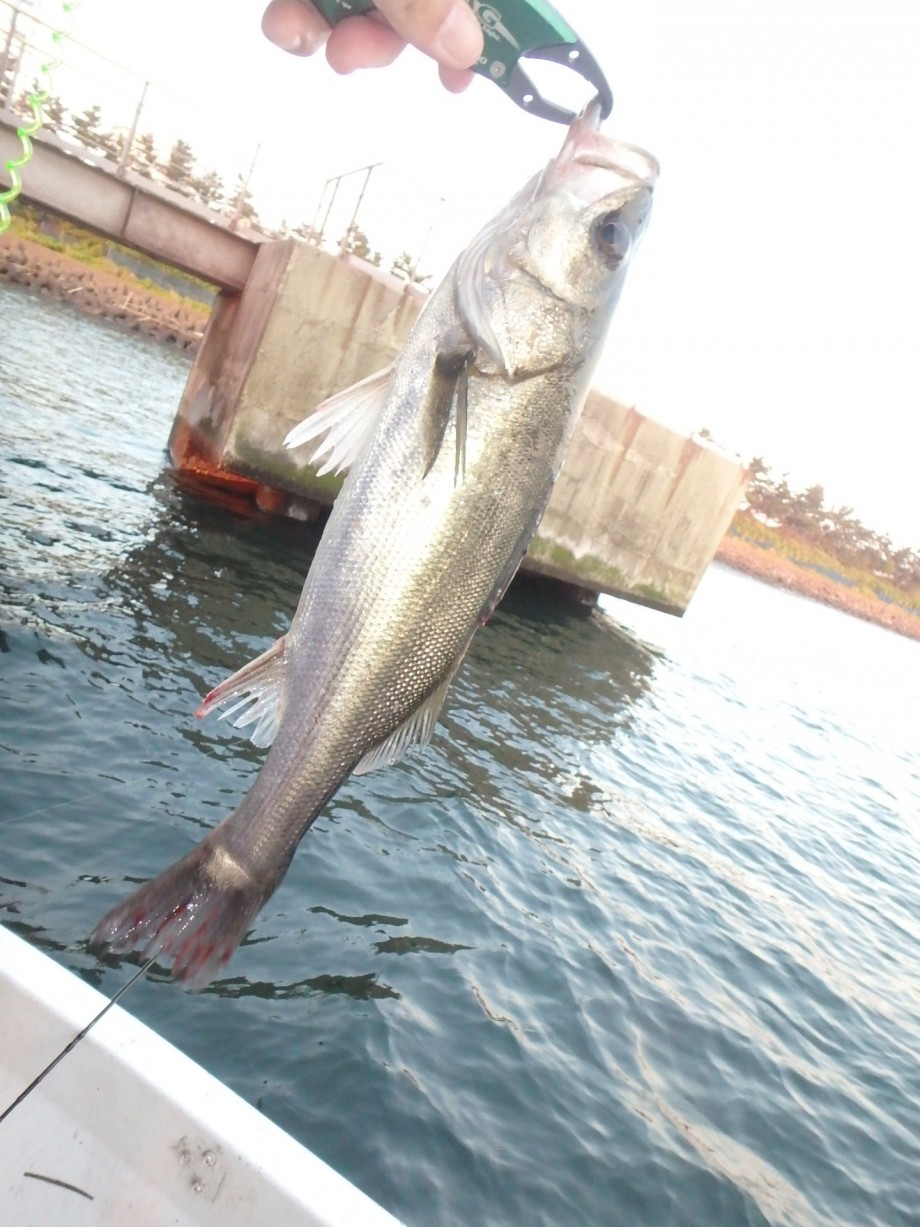Sage愛好会の迷走するシーバス日記 木更津 袖ヶ浦 小櫃川 Sage愛好会の迷走するシーバス日記 木更津 袖ヶ浦 小櫃川