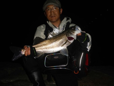 zggkdo4bg8avo347uuy8_480_480-8fed261f.jpg