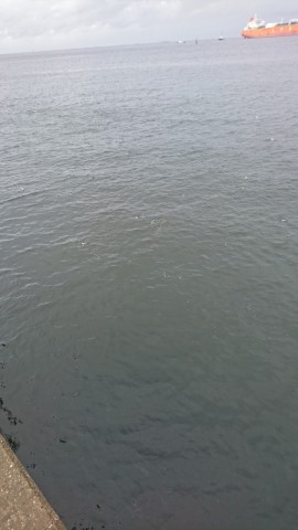 zhc2gxggignvx47wwxya_480_480-b30563ba.jpg