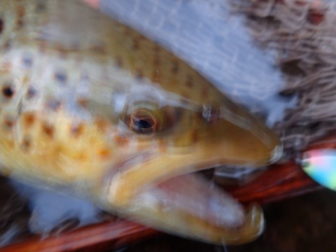 zhrm2775x7xo2jnnsw3s_480_480-d851dee3.jpg