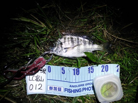 zhu7xu5pr37gxyjnrcoo_480_480-e7a1bc2c.jpg
