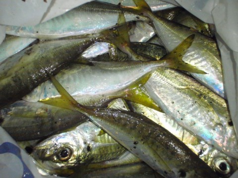 zi6sph8huihke276465p_480_480-7055b906.jpg