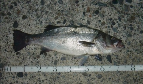 ziwjhimuk73hse72frzr_480_480-cba73085.jpg