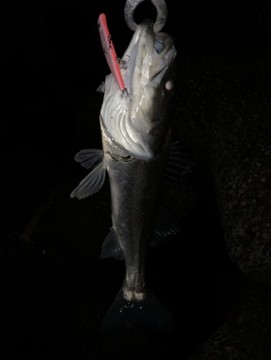 zj4ejje835p92kfyd4hy_361_480-2e385fb1.jpg