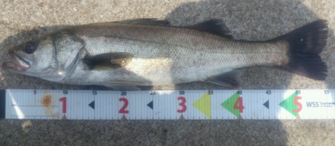 zjgx2w5g88eav54cm3p8_920_401-f93e5eb9.jpg