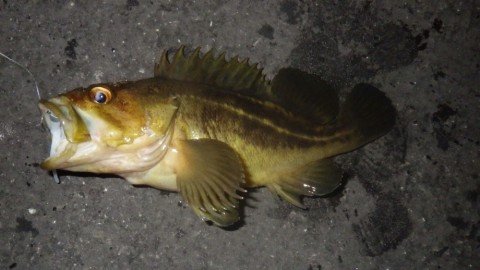 zk5du2e9pj657vxycumb_480_480-a0459810.jpg