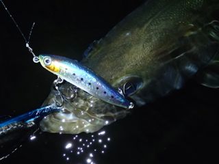 zk8gdh57bi9n6anhujpi-d789e661.jpg