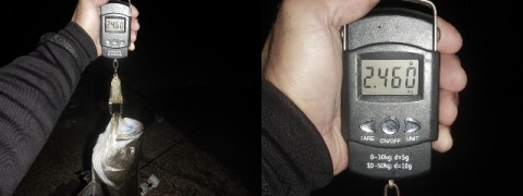 zkfeoghwcefmp9dxggwa_480_480-0c861838.jpg