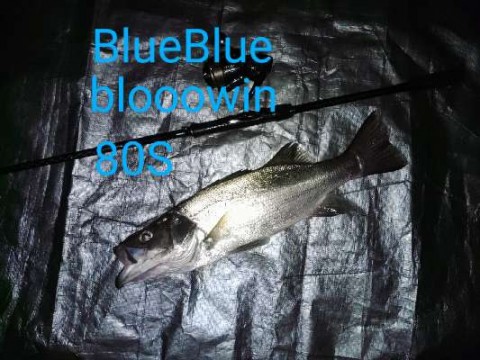 zkg9bcpdxp59bfpfr3hi_480_480-ccae6db9.jpg