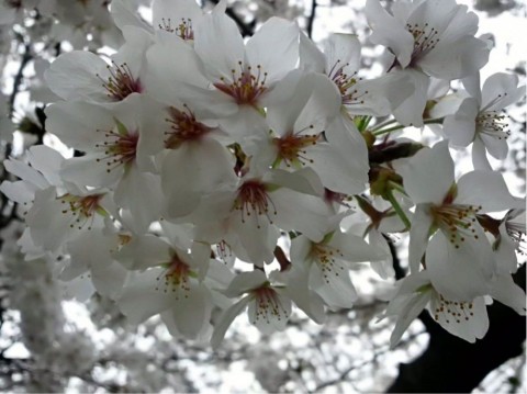zkiawh23da7sodhs2po3_920_688-a8855904.jpg