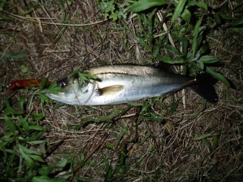 zknopy8sgxrwjj3svjtt_480_480-f960641e.jpg