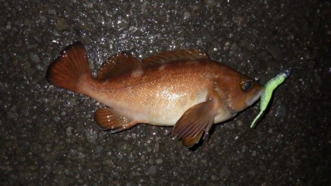 zmnomnn4frkb5jmu7x45_480_480-32e41af2.jpg
