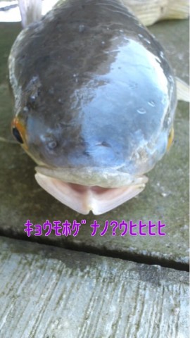 zmynnn3jc5c7n3c3tojg_518_920-e5bcfcd3.jpg