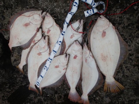 zndy9fa5rd8y42g3dav3_480_480-52b8f071.jpg