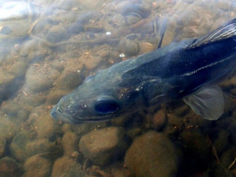 znp974ppwdueeo6mranf_480_480-414f2c0e.jpg