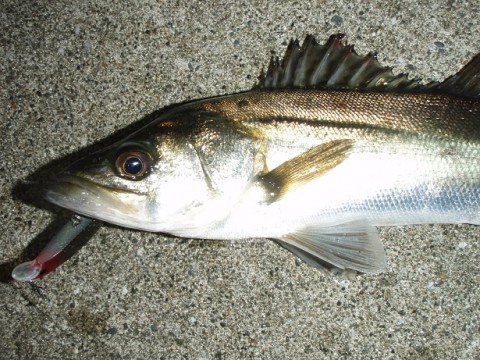 zo4ckn2zcghdm9ihonp9_480_480-3001042a.jpg