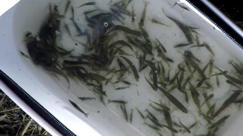 zoamtmcbj8hnxscpheh2_480_480-0c6192c1.jpg