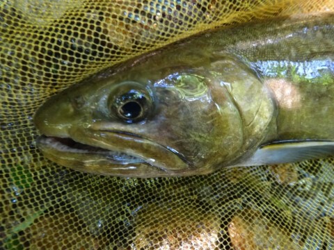zosirzcrwcdtebc7hwx2_480_360-21e878ec.jpg